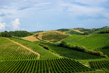 Fototapeta na wymiar Firenze, Tuscany, Italy 08-26-2022. Beautiful landscape of vineyards in Tuscany