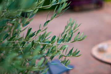 Olive branch with leaves and green olives. Olive tree close up in Tuscany, Mediterranean plants.