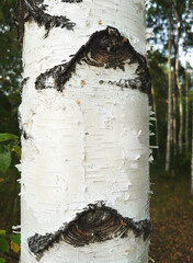 Birch bark close up. Wooden texture.