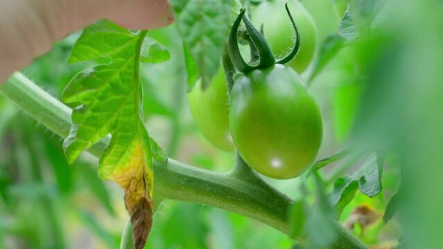 Leaves affected by phytophthora are torn off by a hand against the background of green unripe growing tomatoes close-up on a blurred background. Plantation care with growing homemade vegetables