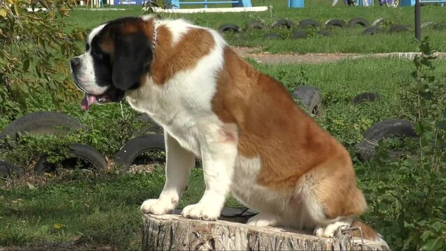 Redhead with white markings dog breed Saint Bernard on a walk in the park 
