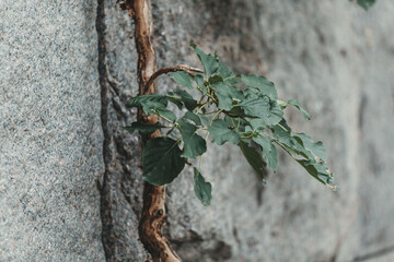 ivy on the stone