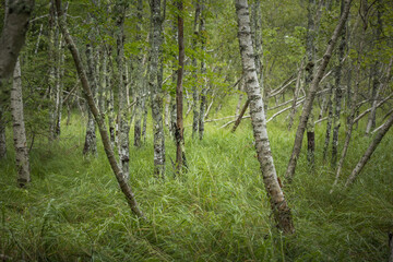 Obraz premium forest in spring