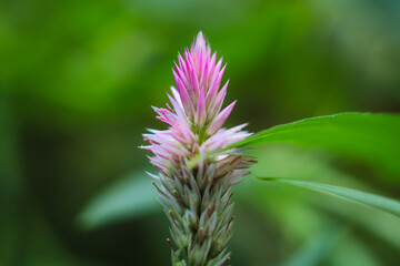 Macro photo of celosia flower