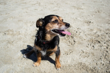 Terrier mix dog playing and swimming at the beach