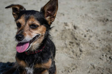 Terrier mix dog playing and swimming at the beach