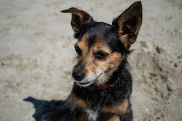 Terrier mix dog playing and swimming at the beach
