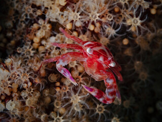 Soft coral porcelain crab (Lissoporcellana nakasonei)