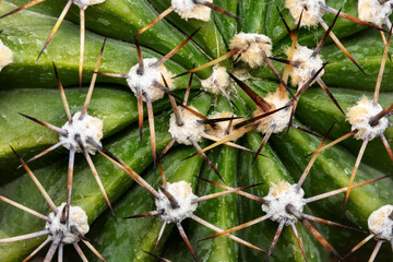 Macro shot of cactus.Close-up of cactus spines.
