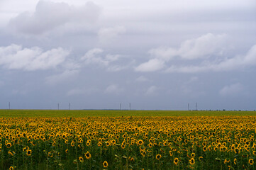Field with sunflowers in cloudy weather. High quality photo