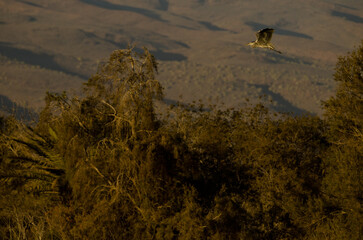 Grey heron Ardea cinerea in flight. Special Natural Reserve of the Maspalomas Dunes. San Bartolome de Tirajana. Gran Canaria. Canary Islands. Spain.