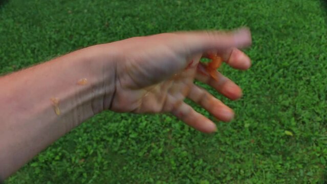 Male hand is crushing raw violet plums, the plum pits out, the plum pulp is squizzed. Close up, natural green grass background. The man's hand looks strong.