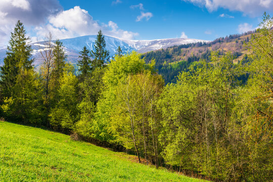 idyllic landscape in the carpathian alps, ukraine. fresh green meadows and trees on the hills. snow-capped mountain tops in the distance. beautiful nature scenery in spring