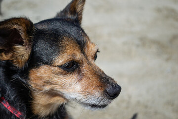 Terrier mix dog playing and swimming at the beach