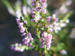 Calluna vulgaris, common heather, ling, or simply heather forest blooming plant. Purple flower macro