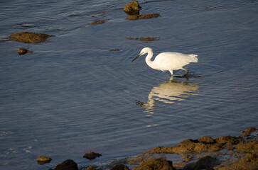 Little egret Egretta garzetta walking. Arinaga Beach. Aguimes. Gran Canaria. Canary Islands. Spain.