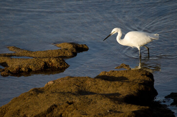 Little egret Egretta garzetta walking. Arinaga Beach. Aguimes. Gran Canaria. Canary Islands. Spain.
