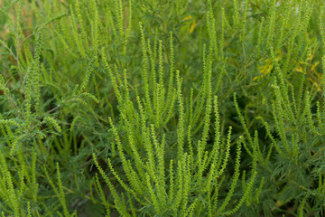 Allergic ambrosia blooms in field
