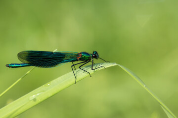 Male Banded Demoiselle on a blade of grass