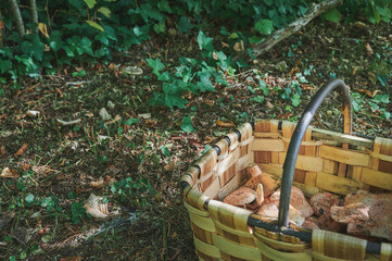 Basket full of níscalos, red pine mushroom (Lactarius deliciosus) freshly picked in the fall season in the pine forests of Spain. Mushroom harvest season.	
