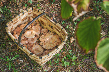 Basket full of níscalos, red pine mushroom (Lactarius deliciosus) freshly picked in the fall season in the pine forests of Spain. Mushroom harvest season.	