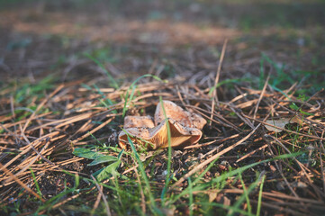 Edible ushroom called níscalo, red pine mushroom (Lactarius deliciosus) growing in the fall season in the pine forests of Spain. Mushroom harvest season. Mycology Concept.