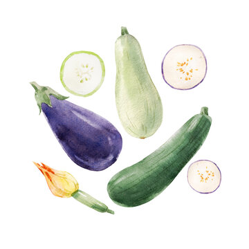 Beautiful stock clip art illustration with hand drawn watercolor tasty eggplant zucchini and marrow vegetable. Healthy vegan food.