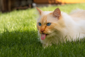 Naklejka na ściany i meble Birman cat lying on grass and showing his long pink tongue 