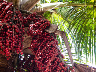 buriti tree