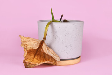Withered dying houseplant with hanging yellow leaf in flower pot on pink background