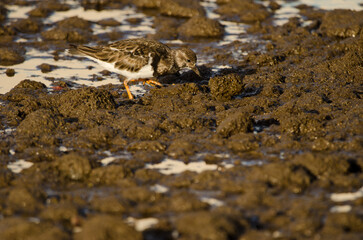 Ruddy turnstone Arenaria interpres searching for food. Arinaga Beach. Aguimes. Gran Canaria. Canary Islands. Spain.