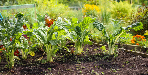Mature Swiss Chard rows in garden bed with lush vegetable and flower foliage background. Known as leaf beet, seakettle beet, spinach beet and Beta vulgaris, variety cicla. Selective focus.