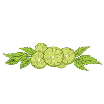 Bergamot and mint vector stock illustration. Peel and leaves of green citrus and bergamot flowers. For labels, packaging: tea with aromatic oil Spa. The bergamot fruit cut in half is highlighted on a 
