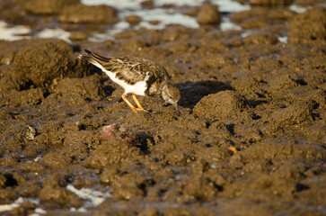 Ruddy turnstone Arenaria interpres searching for food. Arinaga Beach. Aguimes. Gran Canaria. Canary Islands. Spain.