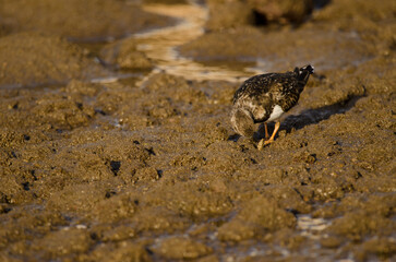 Ruddy turnstone Arenaria interpres searching for food. Arinaga Beach. Aguimes. Gran Canaria. Canary Islands. Spain.