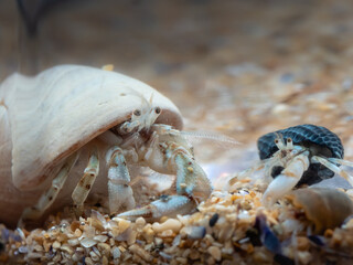 Hermit Crab - Macro picture of an underwater crab that came out of its shell, sand and lots of details