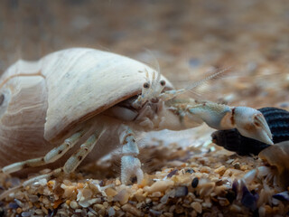 Hermit Crab - Macro picture of an underwater crab that came out of its shell, sand and lots of details