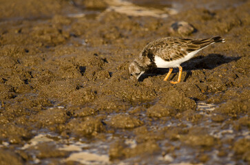 Ruddy turnstone Arenaria interpres searching for food. Arinaga Beach. Aguimes. Gran Canaria. Canary Islands. Spain.