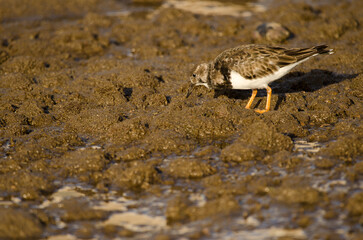 Ruddy turnstone Arenaria interpres searching for food. Arinaga Beach. Aguimes. Gran Canaria. Canary Islands. Spain.