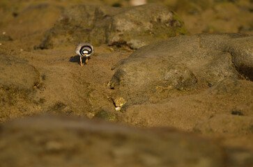 Common ringed plover Charadrius hiaticula. Arinaga Beach. Aguimes. Gran Canaria. Canary Islands. Spain.