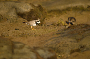 Common ringed plover Charadrius hiaticula. Arinaga Beach. Aguimes. Gran Canaria. Canary Islands....
