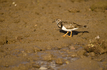 Ruddy turnstone Arenaria interpres on a rocky intertidal. Arinaga Beach. Aguimes. Gran Canaria. Canary Islands. Spain.