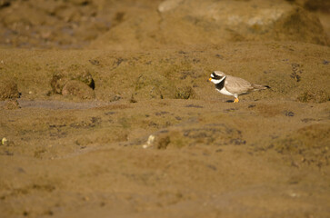 Common ringed plover Charadrius hiaticula. Arinaga Beach. Aguimes. Gran Canaria. Canary Islands. Spain.