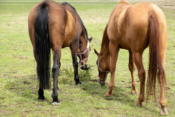 Naklejka na ściany i meble Two brown horses graze in a meadow, nibbling and a large fir branch. grass