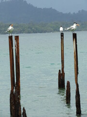 Aves en la playa del Parque Nacional Cahuita, Costa Rica