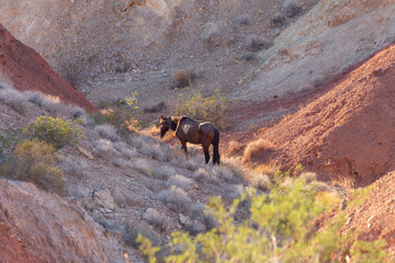 Wild malnourished copper red lone Equus ferus caballus horse wanders the low desert canyon scrub...