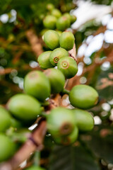 green coffee beans on tree
