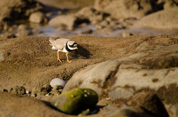 Common ringed plover Charadrius hiaticula. Arinaga Beach. Aguimes. Gran Canaria. Canary Islands. Spain.