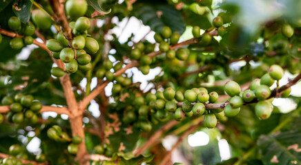 green coffee beans on tree