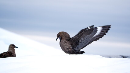 Brown skua (Stercorarius antarcticus) with its wings extended in the snow at Portal Point in Antarctica